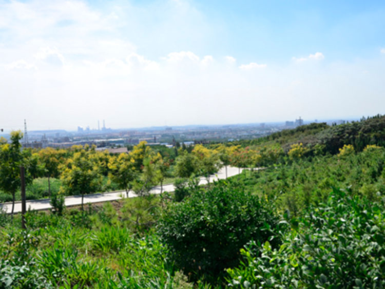 08年淄博張店四寶山綠化