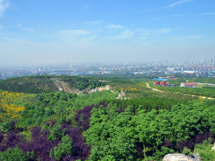 08年淄博張店四寶山綠化