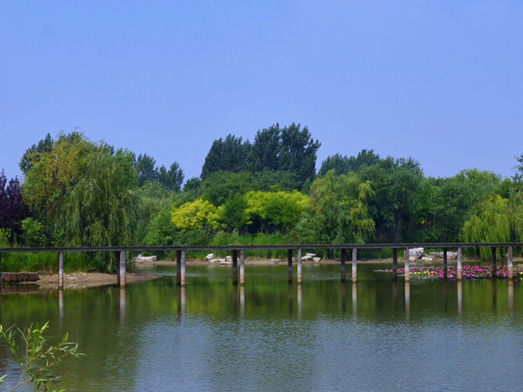 濰坊白浪河濕地生態修復1